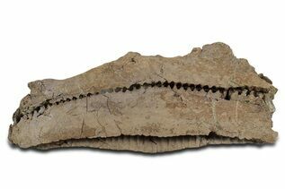 Dinosaur Fossils For Sale