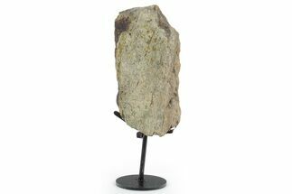 Dinosaur (Triceratops) Frill Shield Section - South Dakota #350601