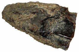 Large, Fossil Triceratops Shed Tooth - Montana #350656