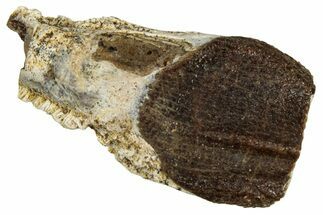 Large, Fossil Triceratops Shed Tooth - Montana #350661