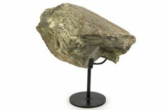 Fossil Sauropod Limb Bone Section with Metal Stand - Colorado #350610