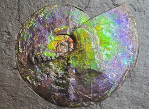 Brilliant Ammonite Fossil On Shale - Precious Ammolite! #350850