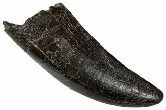 Fossil Tyrannosaur Tooth - Two Medicine Formation #350535