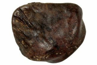 Fossil Nodosaurid (Denversaurus) Tooth - Montana #350541