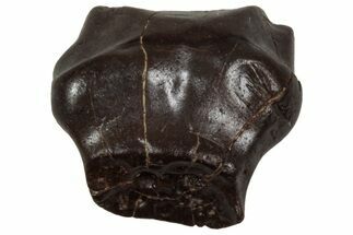 Fossil Nodosaurid (Denversaurus) Tooth - Montana #350544