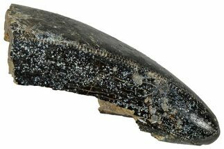 Fossil Dinosaur (Tyrannosaurus rex) Partial Tooth - Wyoming #350575