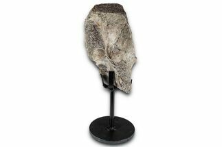 Fossil Sauropod Vertebra Section with Metal Stand - Colorado #350615