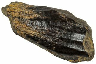 Fossil Triceratops Shed Tooth - Montana #350701