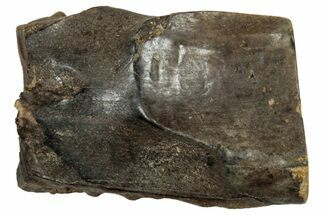 Fossil Triceratops Shed Tooth - Montana #350705