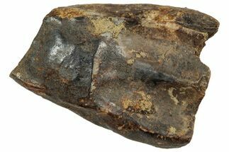 Fossil Triceratops Shed Tooth - Montana #350714