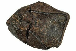 Fossil Triceratops Shed Tooth - Montana #350716