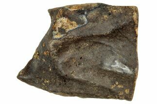 Fossil Triceratops Shed Tooth - Montana #350721