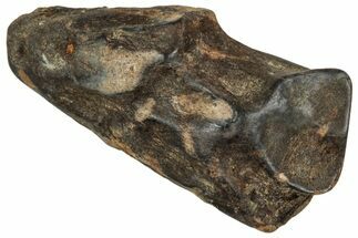 Fossil Triceratops Shed Tooth - Montana #350726