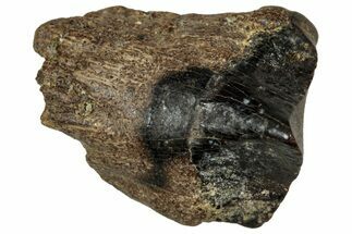 Fossil Triceratops Shed Tooth - Montana #350729