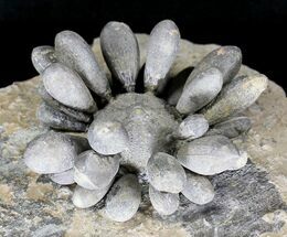 Firmacidaris Urchin Fossil - Jurassic #18633