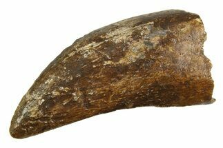 Tyrannosaur (Nanotyrannus) Tooth - Montana #350770