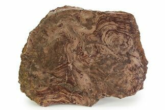 Polished, Neoproterozoic Stromatolite (Conophyton) - Morocco #350889