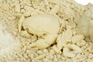 Fossil Crab (Potamon) Preserved in Travertine - Turkey #350887