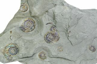 Ten Iridescent Ammonite (Psiloceras) Fossils On Shale - England #350965