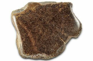 Cut and Polished Fossil Mosasaur Vertebra - Texas #350900