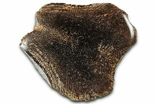 Cut and Polished Fossil Mosasaur Vertebra - Texas #350902