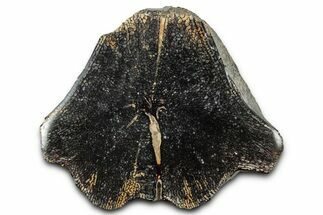 Cut and Polished Fossil Mosasaur Vertebra - Texas #350903