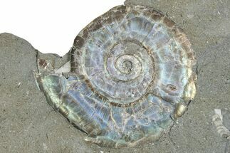 Iridescent Ammonite (Psiloceras) Fossil - England #350955