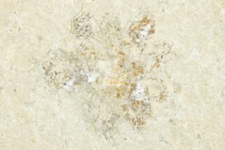 Floating Crinoid (Saccocoma) Fossil - Solnhofen Limestone #351011