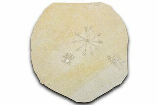 Three Floating Crinoid (Saccocoma) Fossils - Solnhofen Limestone #351014