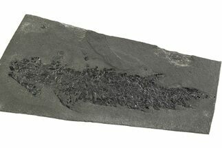 Devonian Lobe-Finned Fish (Osteolepis) Fossil - Scotland #351020