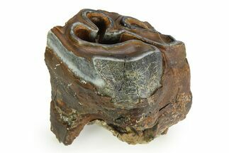 Fossil Woolly Rhino (Coelodonta) Tooth - Siberia #350929