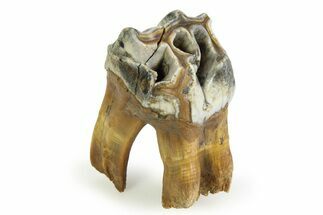 Fossil Woolly Rhino (Coelodonta) Tooth - Siberia #350933