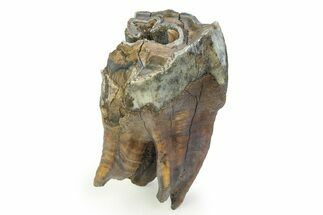 Fossil Woolly Rhino (Coelodonta) Tooth - Siberia #350945