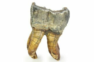 Fossil Woolly Rhino (Coelodonta) Tooth - Siberia #350947