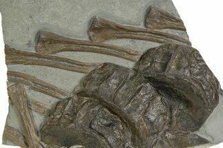 Fossil Ichthyosaur (Stenopterygius) Vertebrae & Ribs - Germany #351036