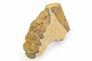 Eocene Lobster (Hoploparia) Fossil - England #351027