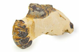 Eocene Lobster (Hoploparia) Fossil - England #351031
