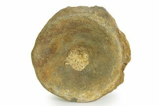 Fossil Ichthyosaur (Brachypterygius) Vertebra - England #351044