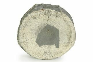 Fossil Ichthyosaur (Brachypterygius) Vertebra - England #351048