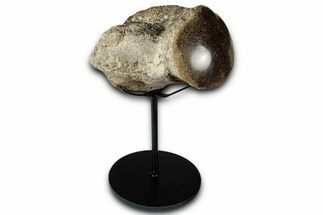 Polished Fossil Mosasaur Vertebra w/ Metal Stand - Texas #350968