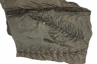 Premium Specimens For Sale