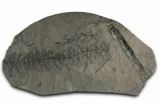 Fossil Pennsylvanian Horsetail (Asterophyllites) Plate - France #351131