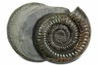 Jurassic Ammonite (Dactylioceras) Fossil - England #351154