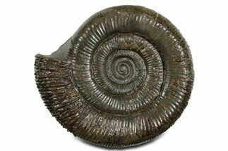 Jurassic Ammonite (Dactylioceras) Fossil - England #351162