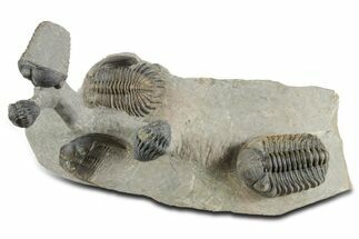 Cluster of Six Trilobite Fossils (Mrakibina, Morocops, Austerop) #350556