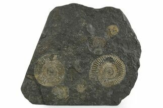 Fossil Ammonite Cluster - Posidonia Shale, Germany #350858