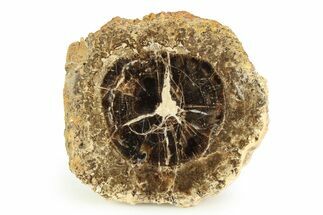 Polished Fossil Stromatolite Colony on Petrified Wood - Utah #351193