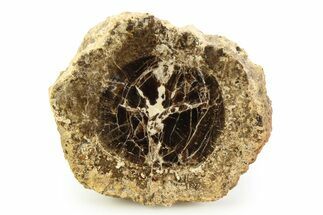 Polished Fossil Stromatolite Colony on Petrified Wood - Utah #351194