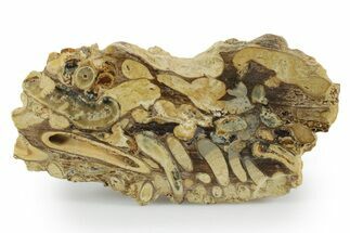 Polished Fossil Teredo (Shipworm Bored) Wood - England #351110