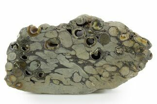 Polished Fossil Teredo (Shipworm Bored) Wood - England #351124